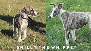 Meet Snilly Whippet Puppy to 1 Year Old [upl. by Annais877]