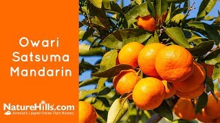 Easy Way To Plant Citrus Tree Lemon Mandarin Orange From Seed [upl. by Moshe]