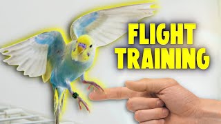 How to Teach Your Bird to Fly to You [upl. by Siri]