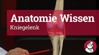 AnatomieWissen Kniegelenk [upl. by Yennej16]