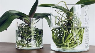 How To Grow Orchids In Full Water Culture And Semi Water Culture [upl. by Marigold353]