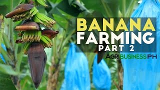 How to grow Banana Tree Part 2  Banana Farm Management  Agribusiness Philippines [upl. by Dorine]