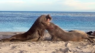 LIFE AT SEA LION ISLAND ELEPHANT SEALS FIGHT [upl. by Ellerrad]