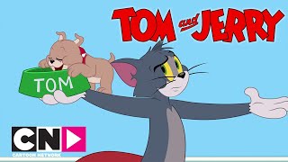 TOM VE JERRY  Bakıcı Tom  Cartoon Network Türkiye [upl. by Dahsar]