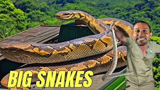 Is Titanoboa Alive Discover The Worlds Largest Snake 🐍 [upl. by Hube]