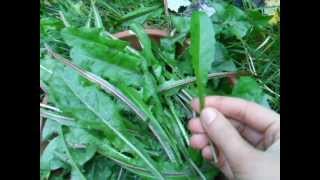 Dandelion greens how and when to pick them [upl. by Innob50]