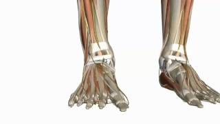 Muscles of the Foot Part 1  3D Anatomy Tutorial [upl. by Olatha]