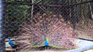 RITUAL DE ACASALAMENTO DO PAVÃO  RITUAL OF COUPLING OF THE PEACOCK [upl. by Macy]