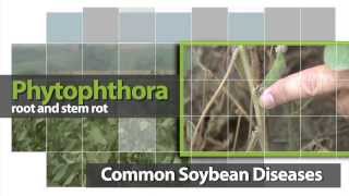 Phytophthora Root and Stem Rot Identification [upl. by Idhem880]