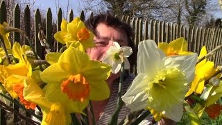 How To Plant Daffodil Bulbs The Easy Way And Why You Should [upl. by Almund310]