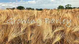 Growing Barley [upl. by Nama]