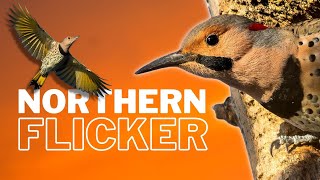 Learn All About the Northern Flicker  Overview [upl. by Eadith]