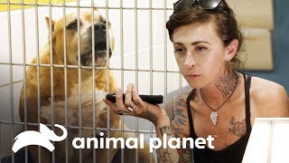 ¿Perra es abandonada por familia que la adoptó  Pit bulls y convictos  Animal Planet [upl. by Aihsatsan829]