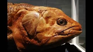 The Coelacanth Fish Living Fossil [upl. by Marilla]