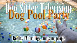 Dog Pool Party  Reality TV for Dogs [upl. by Jens688]