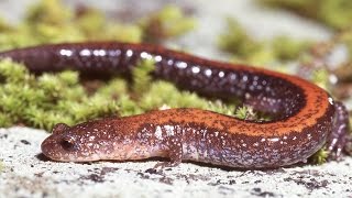 Plethodon cinereus  courtship [upl. by Van39]