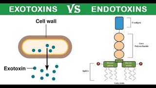 Exotoxin and Endotoxin DR ABDELRAHAMAN ATTIYA [upl. by Eislel]