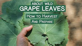 About Wild Grape Leaves and How to Harvest and Prepare Them [upl. by Aubrey852]