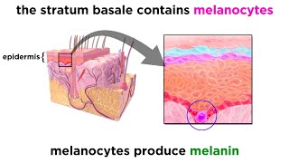 The Integumentary System [upl. by Atikram398]