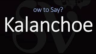 How to Pronounce Kalanchoe 2 WAYS British Vs American English Pronunciation [upl. by Ybreh]