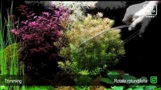 Rotala rotundifolia [upl. by Goth]