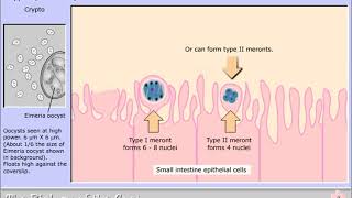 Life cycle of Cryptosporidium parvum [upl. by Edward]