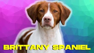 Brittany Spaniel Dog 101  Top 10 Facts and THINGS to Know [upl. by Zack]