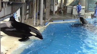 Shamu Stadium Post Show Feeding  SeaWorld San Diego  March 26 2014 [upl. by Hardan]