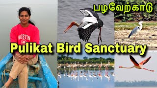 One Day Trip From Chennai  PULICAT BIRD SANCTUARY  Pulicat Lake Must Visit Place [upl. by Assirehs]