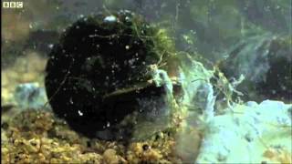 Deformed Frog Parasite Life Cycle  BBC Nature [upl. by Notyal]