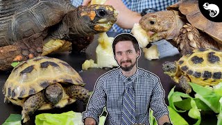 Why Tortoises Are The Best Pet Reptiles [upl. by Kore]