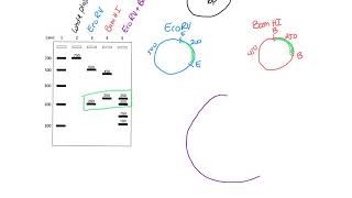 Restriction Mapping [upl. by Hum]