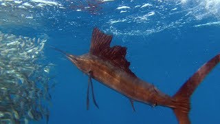 Sailfish Are Master Hunters  Planet Earth  BBC Earth [upl. by Jaylene]