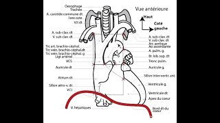 APPAREIL CARDIOVASCULAIRE 1 [upl. by Seen]