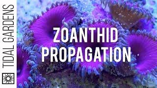 Zoanthid and Palythoa Coral Propagation [upl. by Eilsel804]