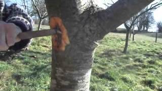 How to get rid of fruit tree canker [upl. by Eserehs]