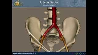 Apparato cardiocircolatorio 19 Arterie iliache [upl. by Benedetto]