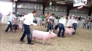 4H Swine Showmanship [upl. by Vinaya]