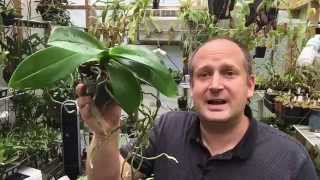 ORCHID ROOT CARE WHAT TO DO WITH THOSE ORCHID AERIAL ROOTS [upl. by Tneciv]