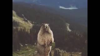 Marmot scream Meme Version [upl. by Euqirat403]