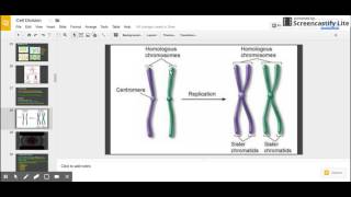 Sister Chromatids vs Homologous Chromosomes [upl. by Ehsrop]