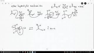 mechanism of ester hydrolysis [upl. by Charmane]