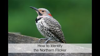 How to Identify the Northern Flicker [upl. by Butterworth]