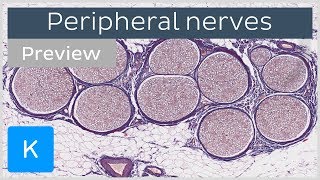 Types of Tissue Part 4 Nervous Tissue [upl. by Lledyl768]