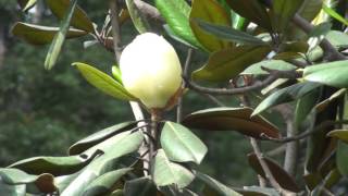 Magnolia grandiflora [upl. by Idnas]