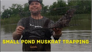 Muskrat trapping in a small pond part 2 [upl. by Anomas]