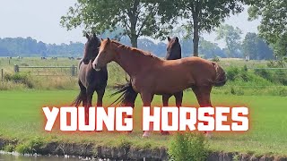 The young horses fillies and colts Sweet  Friesian Horses [upl. by Lyrrehs]