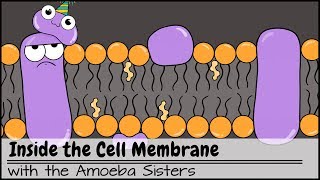 Inside the Cell Membrane [upl. by Malanie]