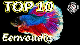 EENVOUDIGE AQUARIUMVISSEN  GEMAKKELIJKE AQUARIUMVISSEN top 10  Aquarium Sunshine Valley [upl. by Retsevlys]