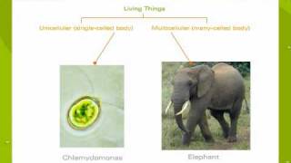 An Introduction To Unicellular And Multicellular Organisms [upl. by Annalla]